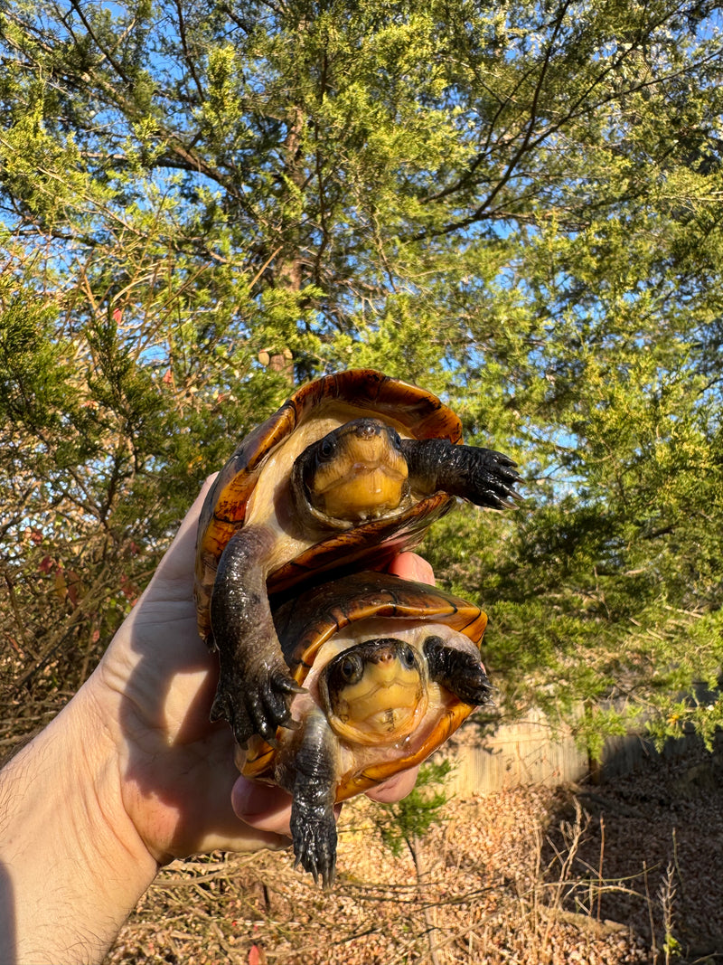 White Lipped Mud Turtle Adult Pair