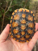 Pancake Tortoise Adult Female