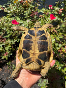 Eastern Hermann's Tortoise Adult Male