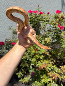 Red Salt Marsh Water Snake Adult Female