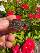 Hi Color Yellow Baby Eastern Box Turtle