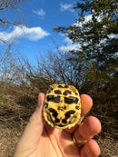 Sri Lankan Star Tortoise 2024