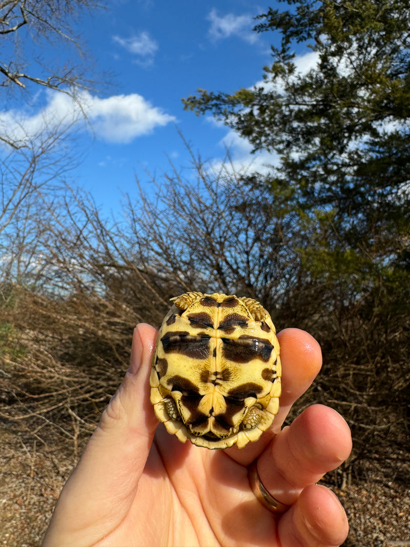 Sri Lankan Star Tortoise 2024