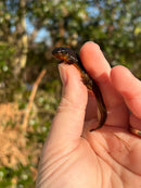 Penninsula Newts (Notophthalmus viridescens piaropicola)