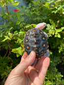 Ornate Diamondback Terrapin Female