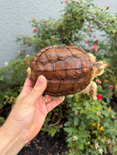 Hypomelanistic Common Snapping Turtle 2024