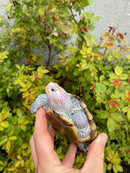 Ornate Diamondback Terrapin Female
