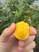 Albino Florida Red Bellied Turtle 2026