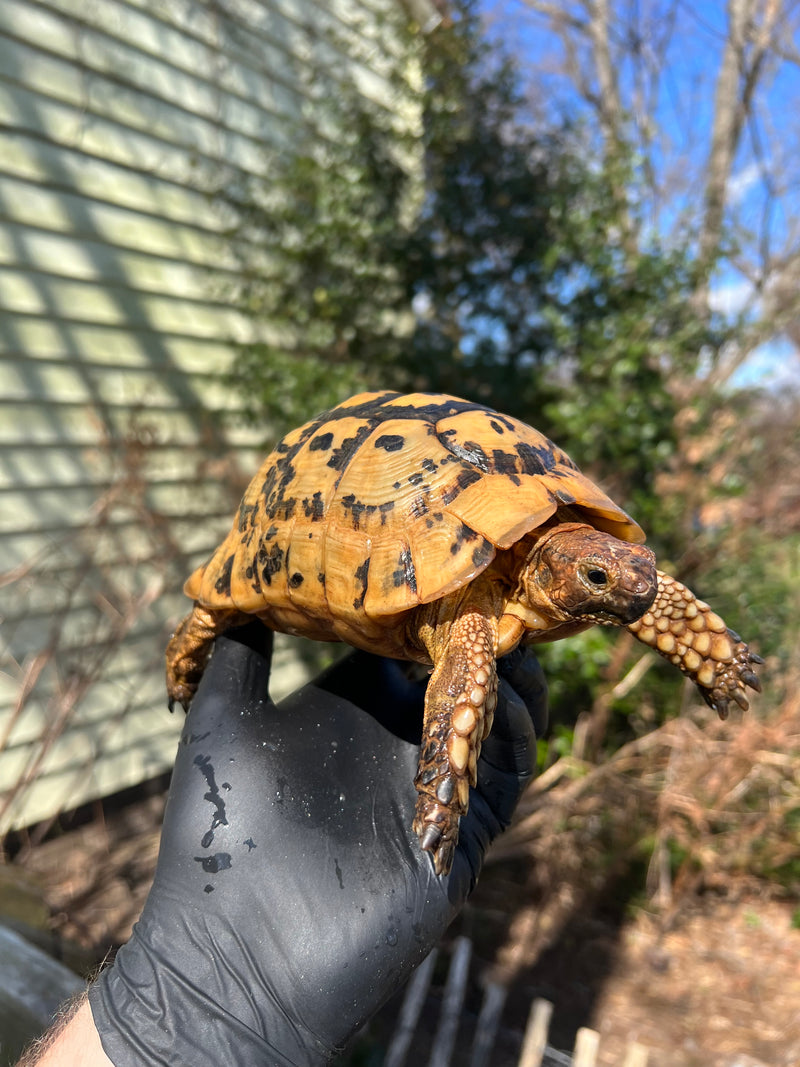 Libyan Greek Tortoise Adult Male