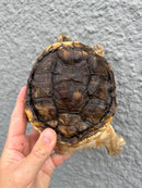 Hypomelanistic Common Snapping Turtle 2024