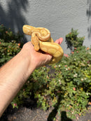 Banana Ball Python Mixed Morph Female