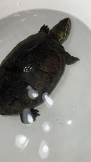 Melanistic Reeves Turtles Adult Pair