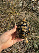 HI WHITE Leopard Tortoise 2024
