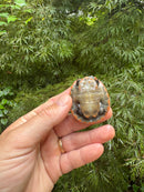 Red-headed Amazon River Turtle