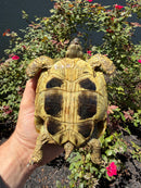 Eastern Hermann's Tortoise Adult Female