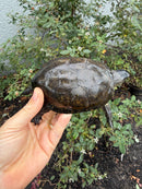 Franco-Italian Pond Turtle Adult Male