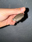 Hi White Concentric Diamondback Terrapin 2024