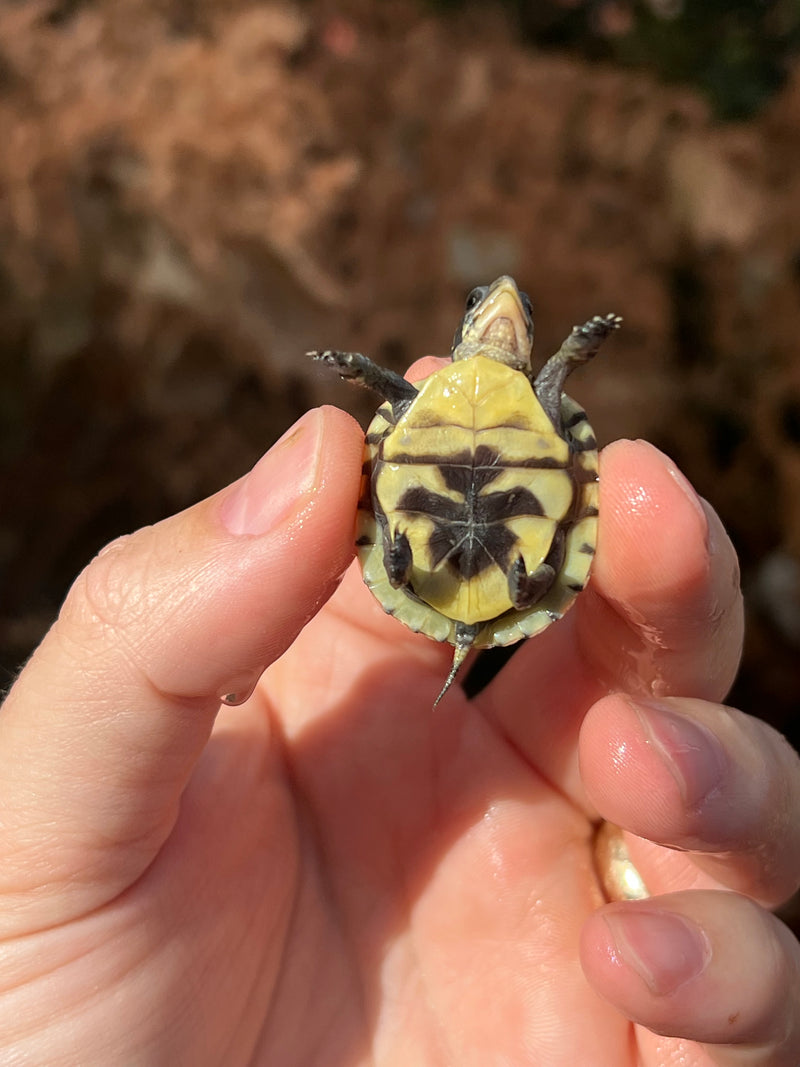 HI YELLOW Florida Box Turtle Baby