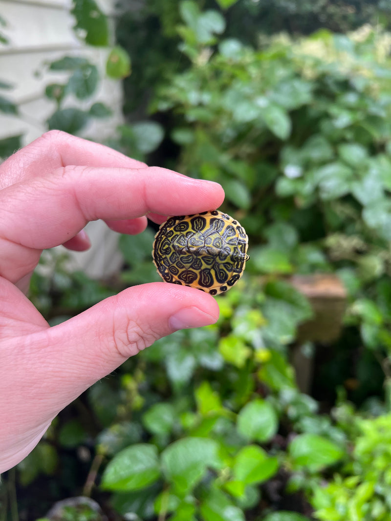 Yellow Flame Baby Florida Red Bellied Turtle