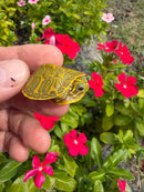 Albino T+ Florida Red Bellied Turtle 2026