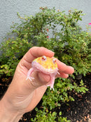 Mutant  Pacman Frog