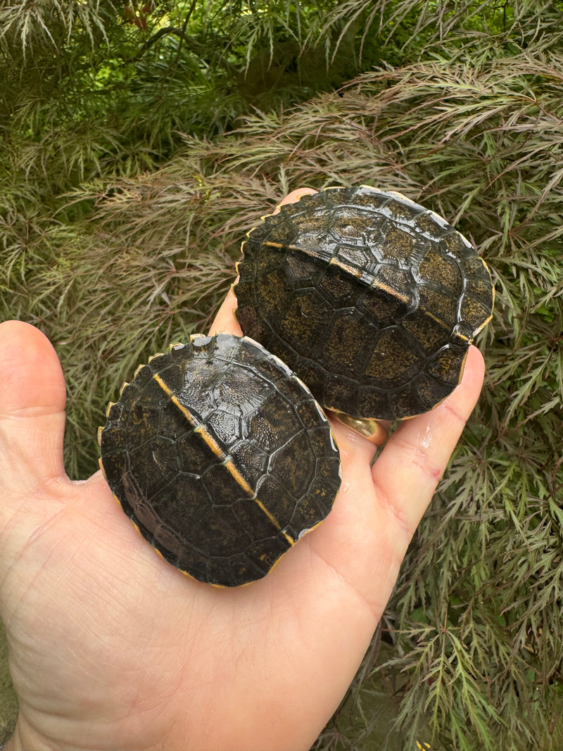 Yellow-headed Temple Turtle Babies (Heosemys annandalii)