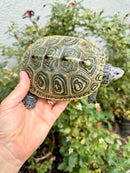 Concentric Diamondback Terrapin Adult Female