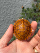Bourret's Flowerback Box Turtle 2026