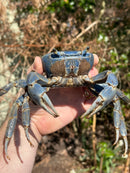 Trinidad Electric Blue Giant Land Crab (Cardisoma guanhumi)