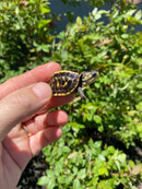 HI YELLOW Florida Box Turtle