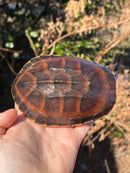 Malayan Snail-eating Turtle Adult Male