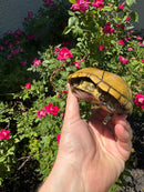 Yellow Mud Turtle Adult Female
