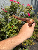 Red Salt Marsh Water Snake Adult Female