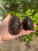 Loggerhead Musk Turtle Adult Pair