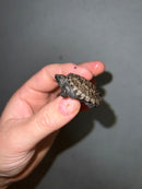 Cinnamon Snapping Turtle