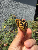 Sri Lankan Star Tortoise