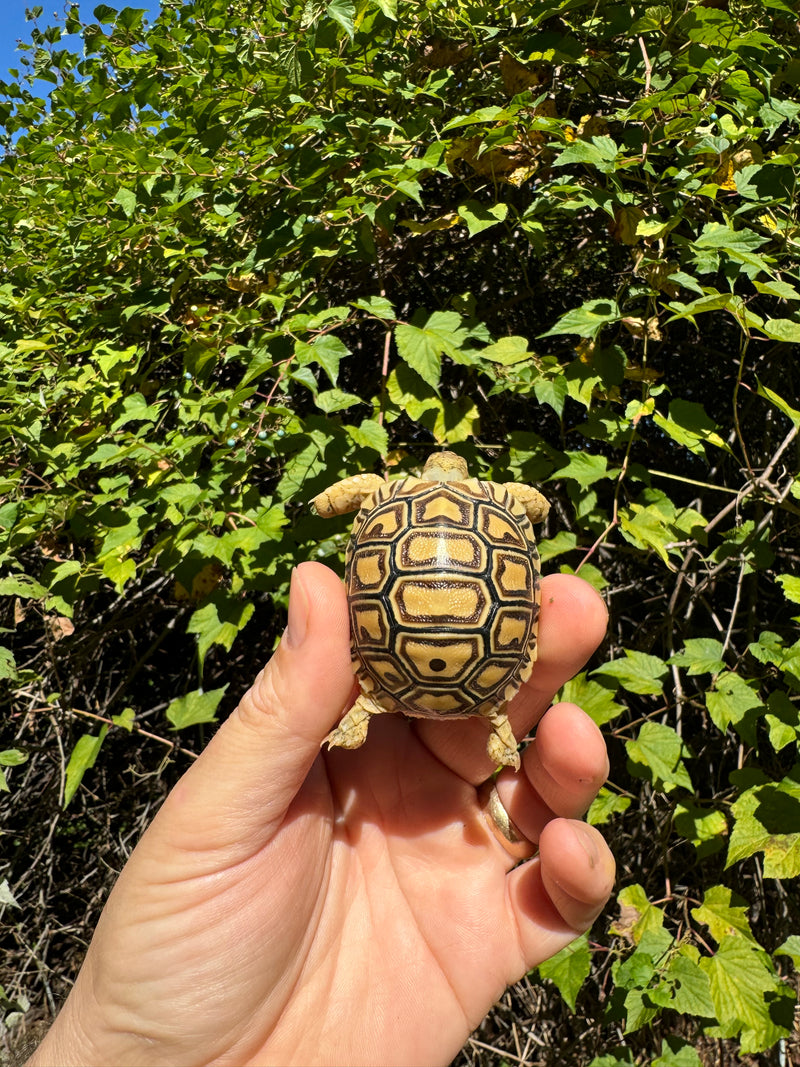 Leopard Tortoise 2024