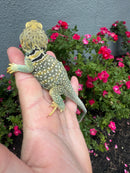 Aquaflame Blue Eastern Collared Lizard Adults (Crotaphytus collaris)