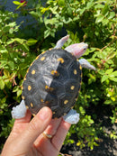 Ornate Diamondback Terrapin Female