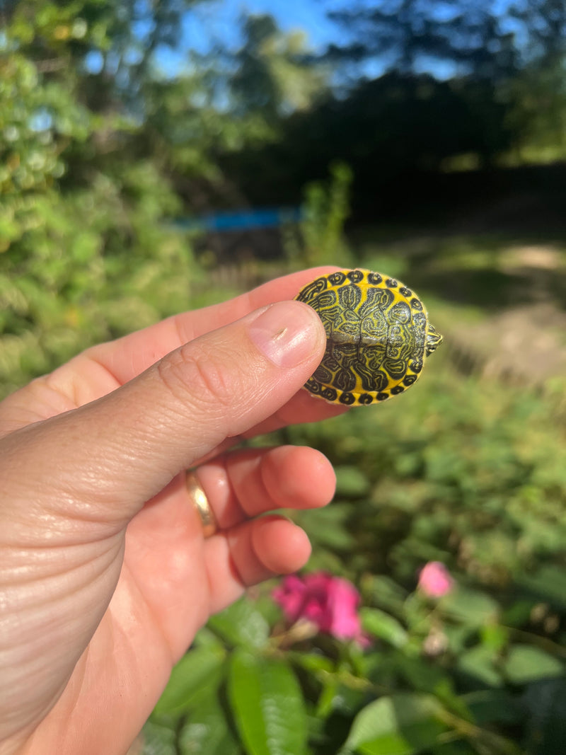 Yellow Flame Baby Florida Red Bellied Turtle