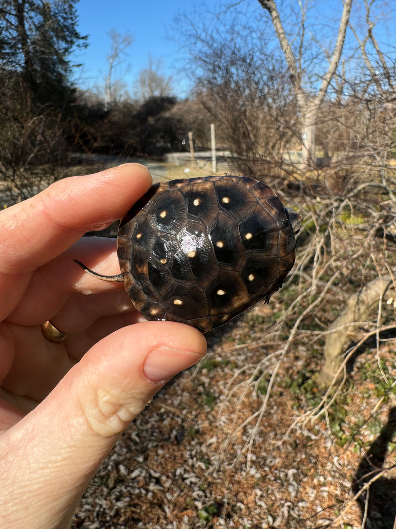 Spotted Turtle 2023 Female