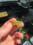 Orange Sunglow Baby Florida Red Bellied Turtle 2025