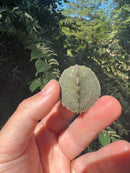 Cagle's  Map Turtle Baby (Graptemus caglei)