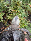 Adult Mississippi Diamondback Terrapin Female