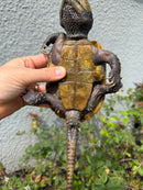 Chinese Big Head Turtle Adult Male