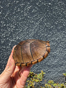 Razor backed Musk Turtle CB Adult Trio
