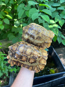 Homes Hinge-back Tortoise Adult Pair