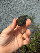 West Coast Pond Turtle Baby