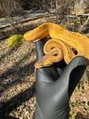 Pastel Pinstripe Low White Pied Ball Python Female