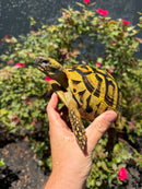Eastern Hermann's Tortoise Adult Female